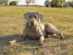 Dog sitting in a grass in Sunset RV & Mobile Home Park Hondo, TX