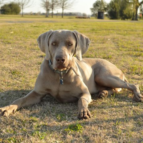 Dog sitting in a grass in Sunset RV & Mobile Home Park Hondo, TX